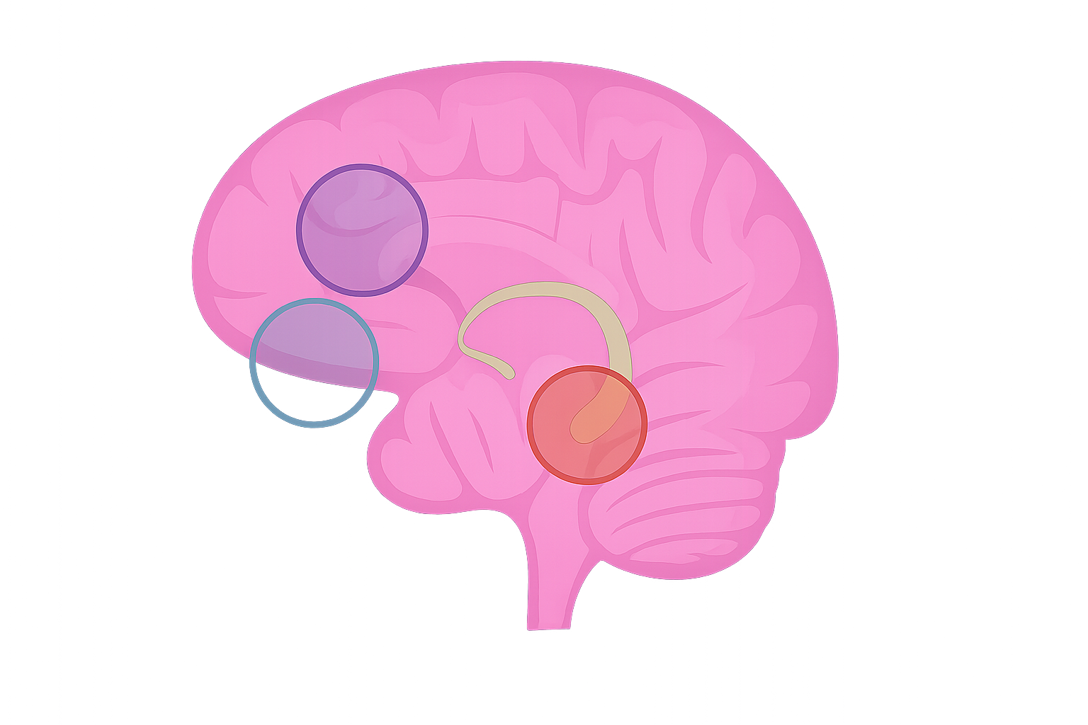Brain diagram